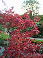 Acer palmatum cv Atrolineare (fam Aceracees) (Photo F. Mrugala) (2)